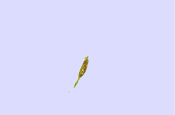 Surf spots located close to Coevity Island Cocktails