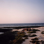 Majanicho