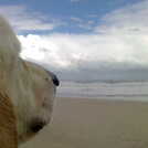 Dad's gone surfing