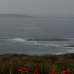 Crab Island