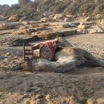 Surf Berbere Taghazout Morocco, Panoramas