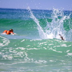 Wildlife..., Ponce Inlet