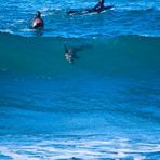 Dolphin and seal surfing at Winkipop