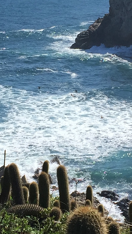 Algarrobo