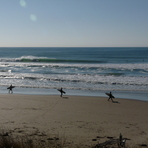 Chalet, Pines (Wainui Beach)