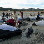 Pilot Whales at Puponga, Farewell Spit