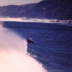 dolphins surfing at moses, Moses Rock