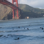 Misc Surfers Feb 2010, Fort Point