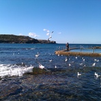 Feeding the pelican, Malabar