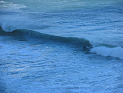sponge, Koeel Bay photo