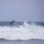 Hi-fly, Harmani