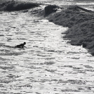 Early Morning Duck Dive