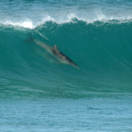 dolphin surfing waitpinga beach
