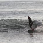 FogHorn leghorn Loose at Tamarack, Carlsbad City Beach
