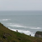 Sea Cows, Fergusons Beach