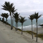 Nikau Plams at Kaihoka Beach, Fergusons Beach