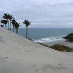 Nikau Plams at Kaihoka Beach, Fergusons Beach