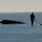 Humpback whale and SUP rider, Topsail Island
