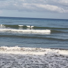 cherchell surf
