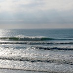 Pines, Wainui Beach (Pines)