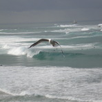 Empty left + bonus seagull, Nobbys Reef