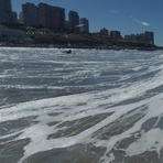 Derecha Playa Grande Mar del Plata Argentina, Biologia