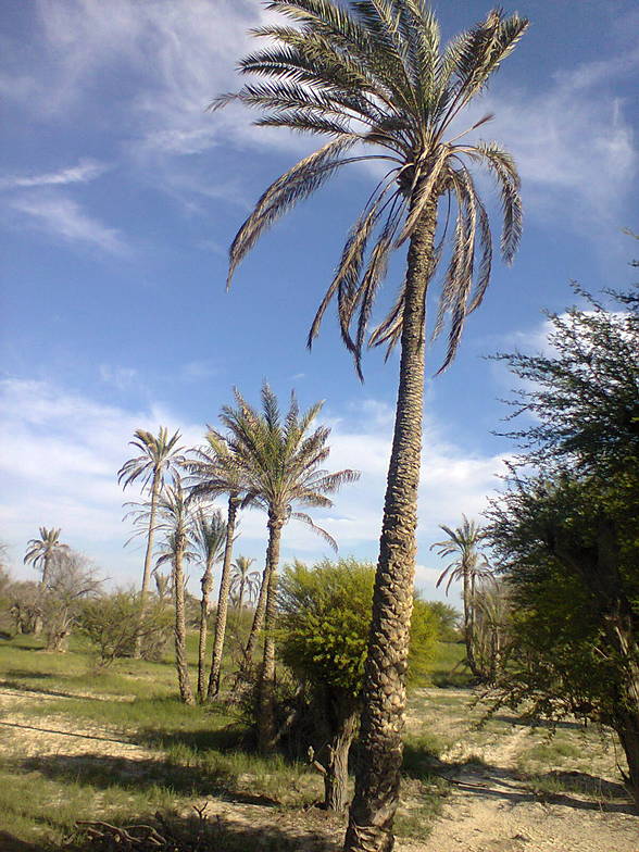 palleri, Pishukan