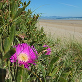 Noonflower, Sandy Point