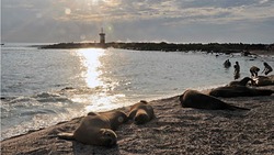 Carola beach photo