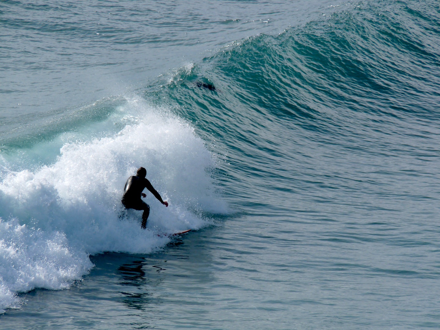 Seal surfing, Fletchers Beach