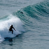 Seal surfing, Fletchers Beach