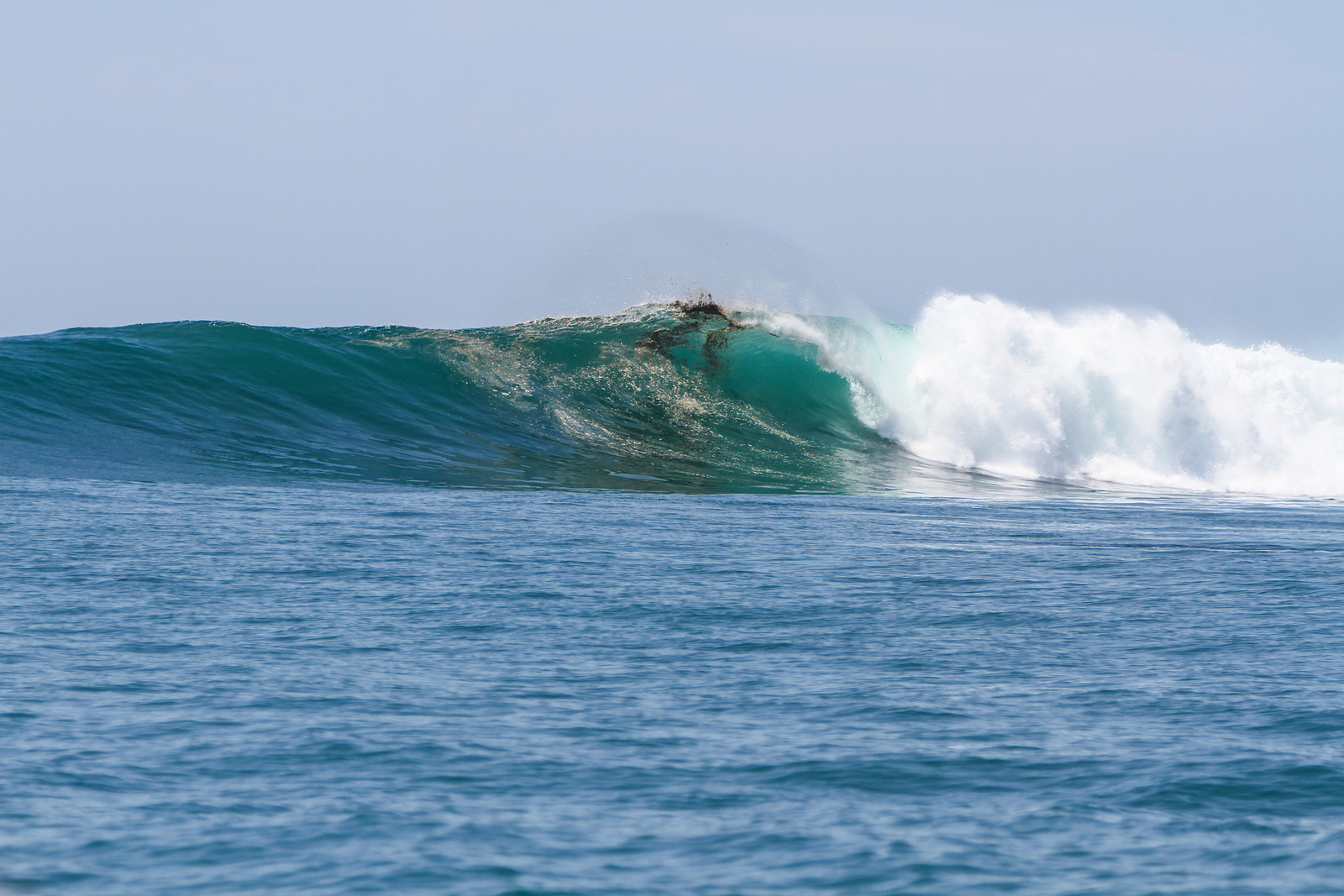 Mexican Paradise, Hammerhead