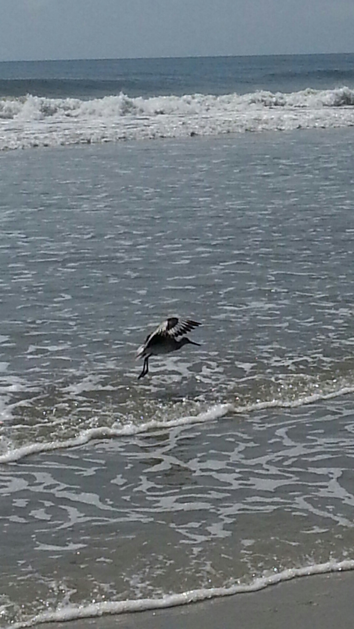 Hanna bliss, Hanna Park/Mayport Poles
