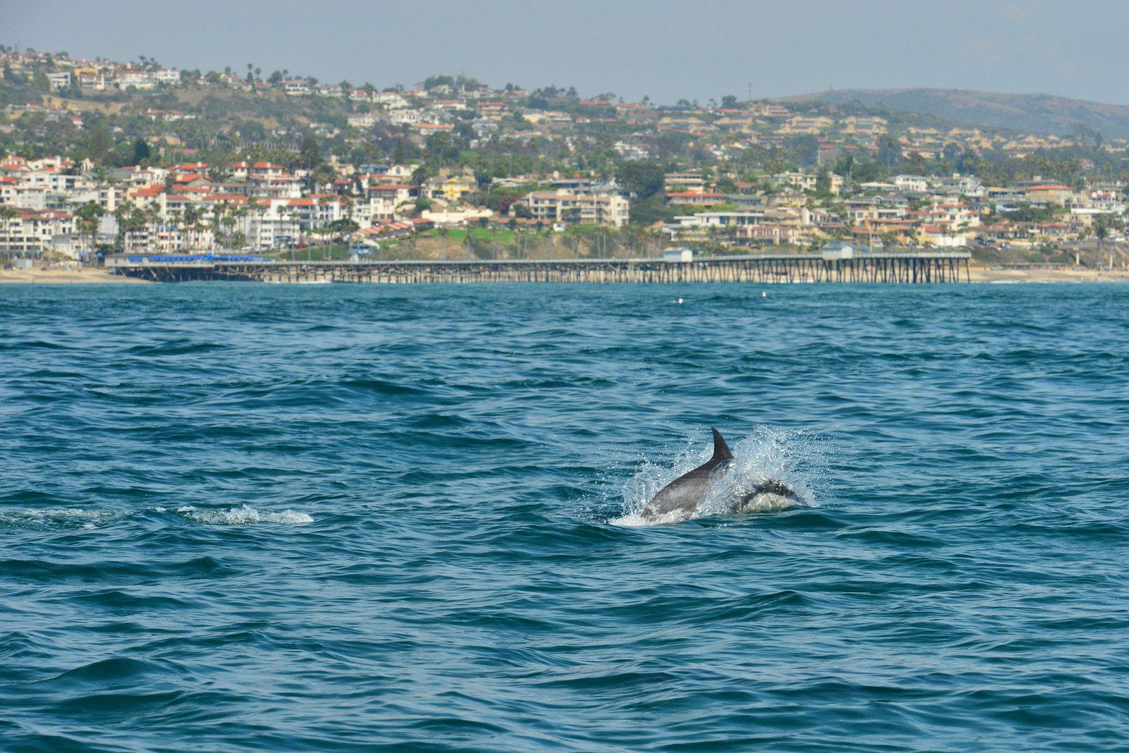 Dolphin off San Clemente Pier