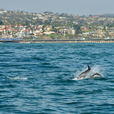 Dolphin off San Clemente Pier