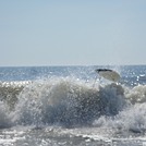 eatin it, Assateague