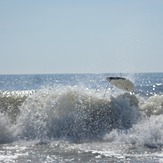 eatin it, Assateague