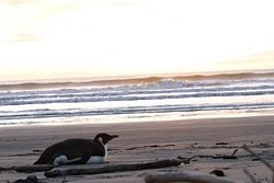 Random encounters at Pekapeka:clean waves and an emperor, Peka Peka photo