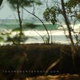 Tropical Dry Forests, Playa Negra