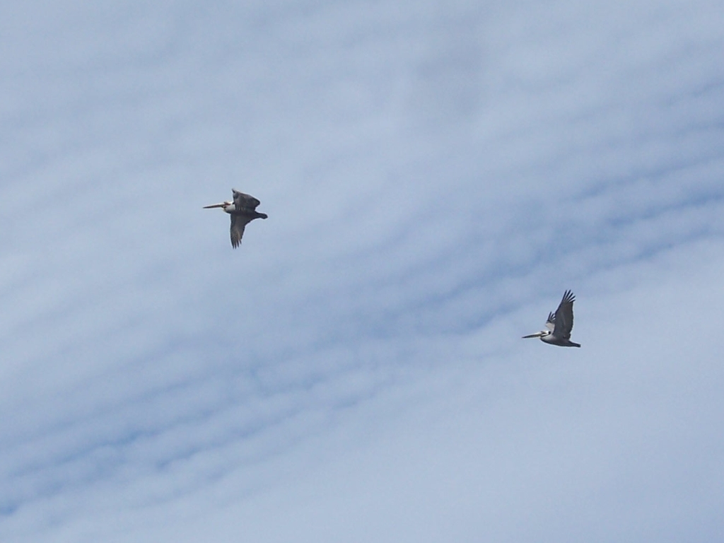 Pelicans high in the sky, Gillis