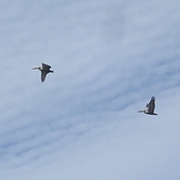 Pelicans high in the sky, Gillis