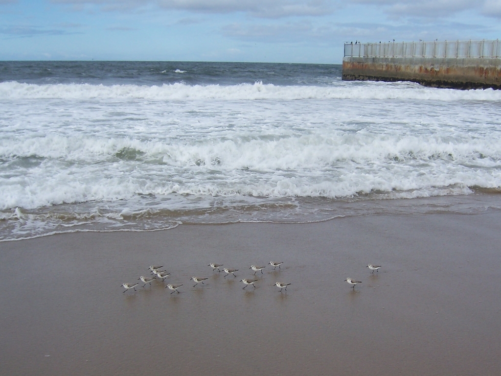 Sanderlings, Gillis