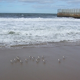 Sanderlings, Gillis