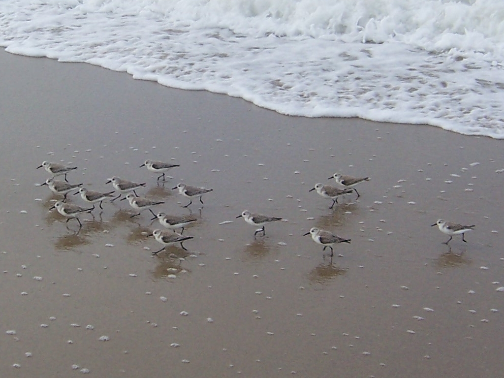 Sanderlings, Gillis