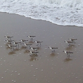 Sanderlings, Gillis