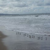 Sanderlings, Gillis