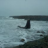 Elefante Marino, Playa Union