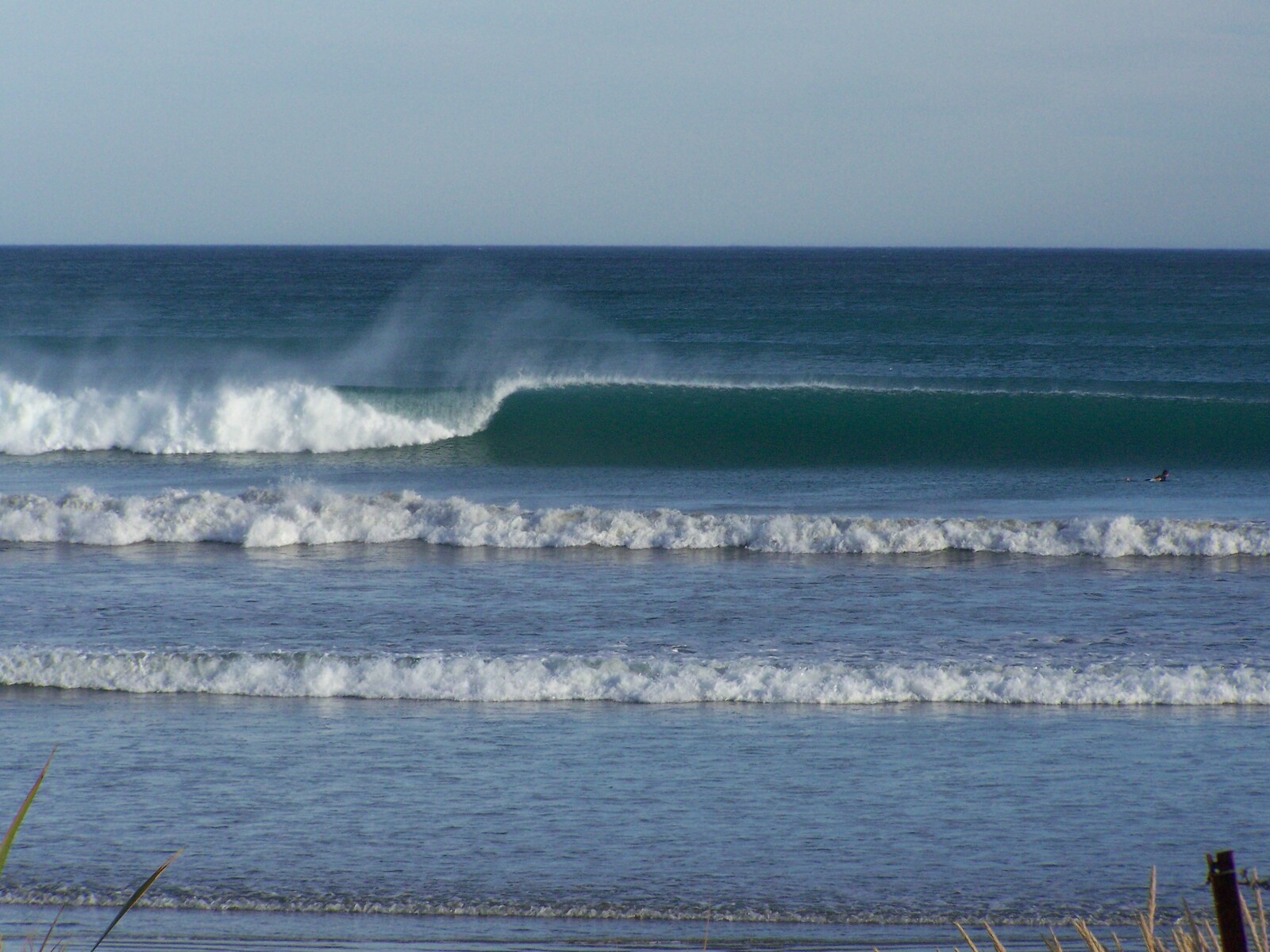 trees on good day, Colac Bay