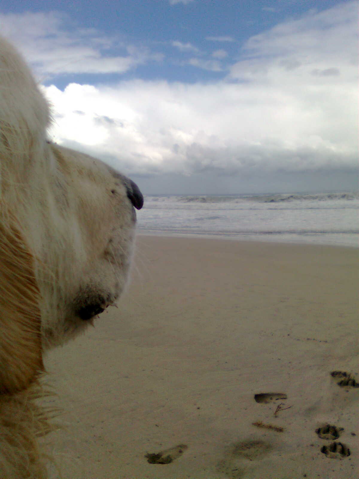 Dad's gone surfing, Secret Harbour