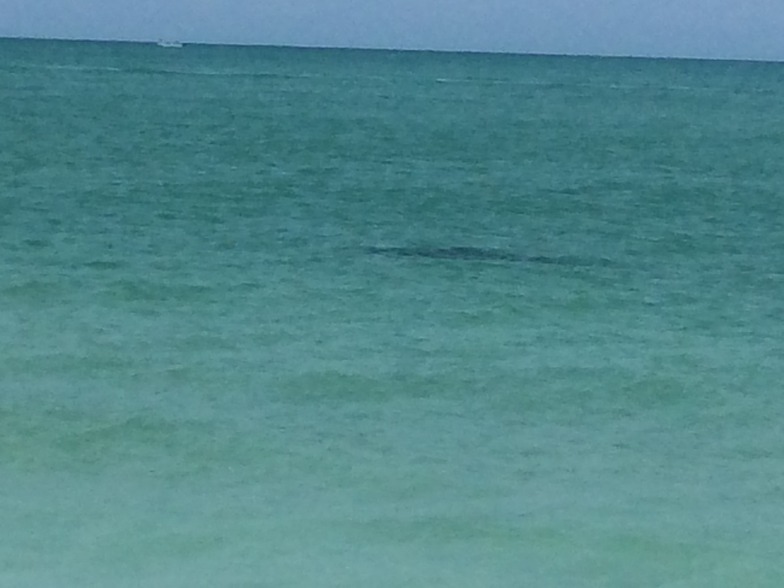 Anna Maria Island surf break